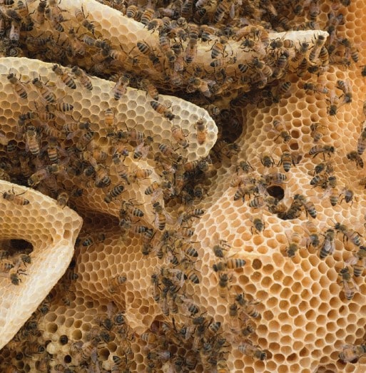 Dossier : les artistes apiculteurs